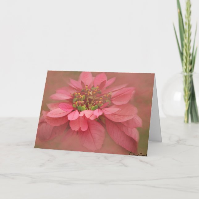 Rose Blush Poinsettias Digital konst Kort (Framsida)