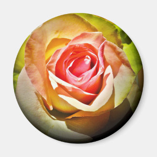 Rose - Für Dich Magnet