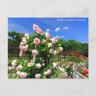 Rose garden scenery:Postcard Vykort