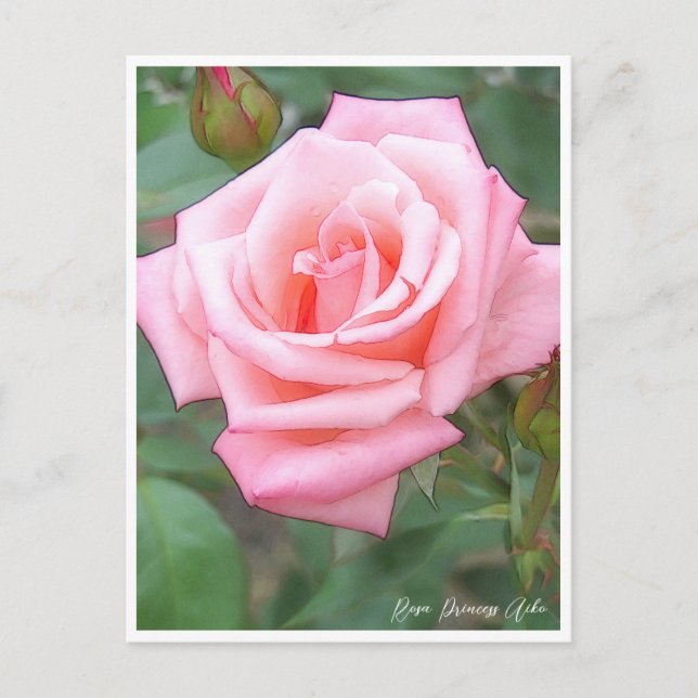 Rose Garden Vykort (Framsida)