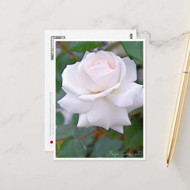 Rose Garden Vykort (Fram/Back In Situ)