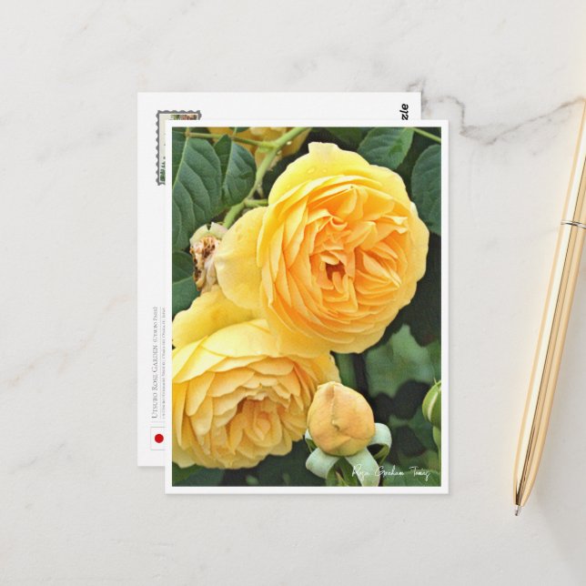 Rose Garden Vykort (Fram/Back In Situ)