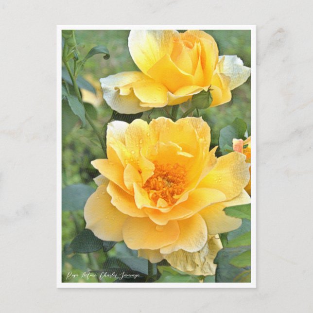 Rose Garden Vykort (Framsida)