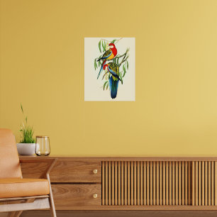 Rose-Hill Parakeet av Elizabeth Gould, Poster