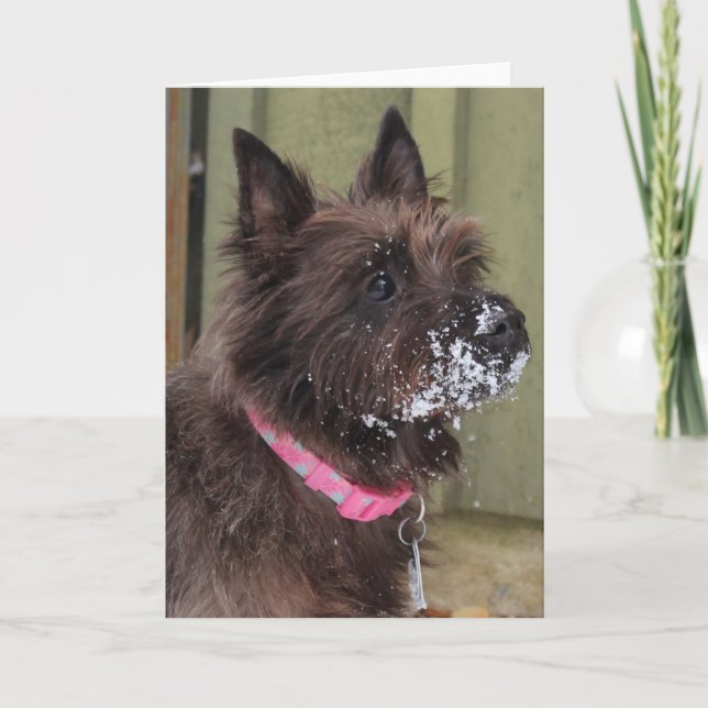 Röse i snö kort (Framsida)