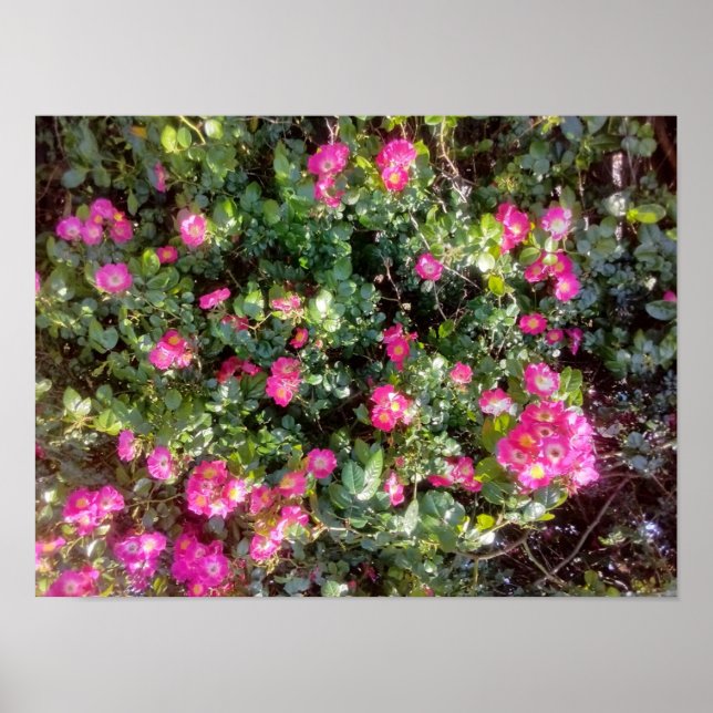 Rose Love Poster (Framsidan)