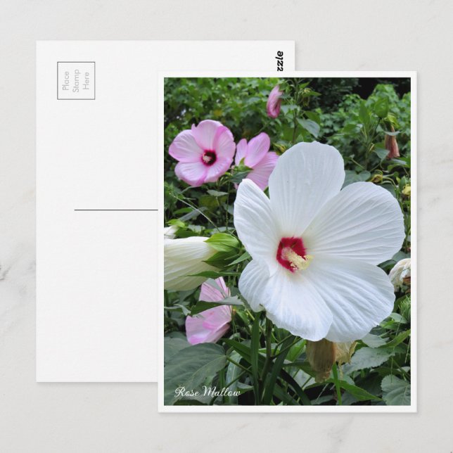 Rose Mallow Vykort (Fram/baksida)