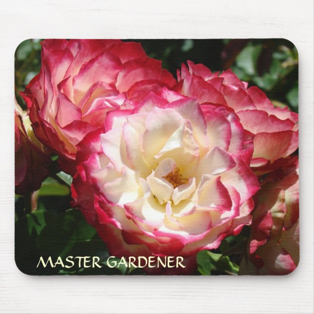 ROSE MASTER GARDENERS Musmatta Rosor Trädgård (Framsidan)