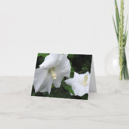 Rose of Sharon (Hibiscus syriacus 'Diana') card Tack Kort