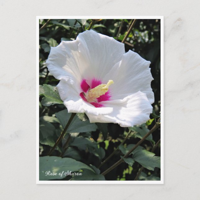 Rose of Sharon Vykort (Framsida)