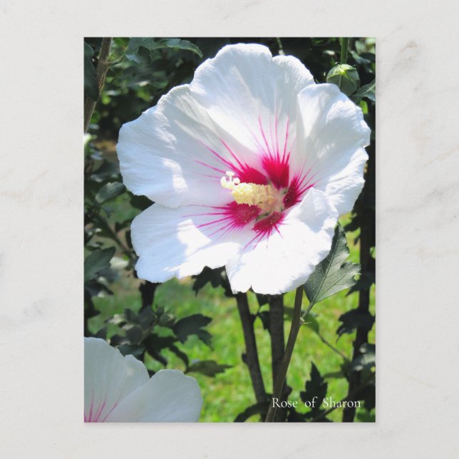 Rose of Sharon Vykort (Framsida)