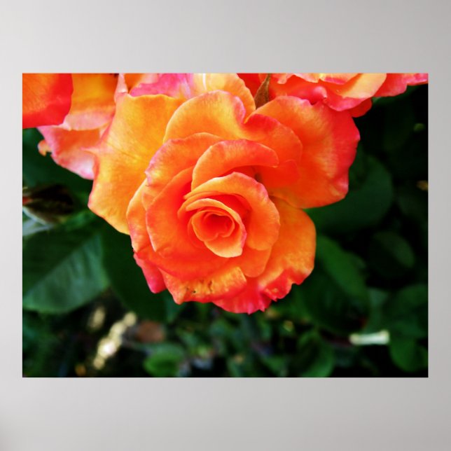 Rose Poster (Framsidan)