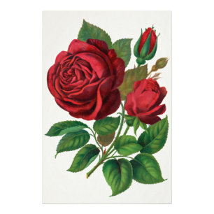 Rose Print Rochester Lithographing and Printing Co Fototryck