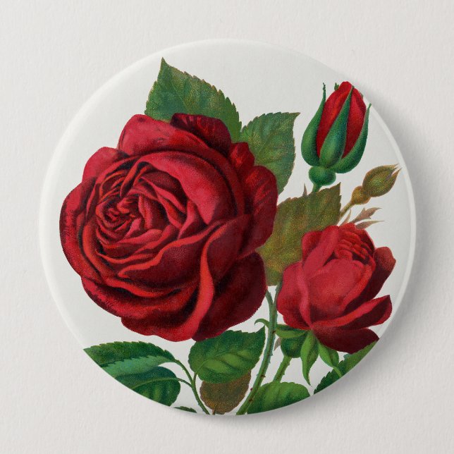 Rose Print Rochester Lithographing and Printing Co Knapp (Framsida)