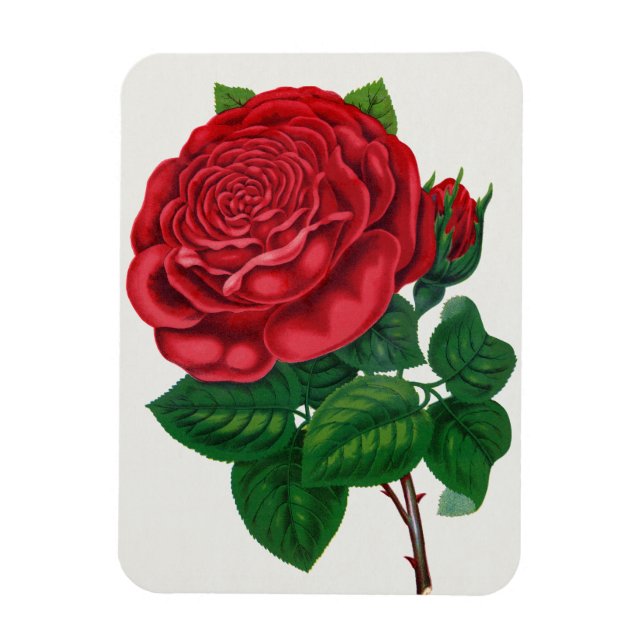 Rose Print Rochester Lithographing and Printing Co Magnet (Vertikal)