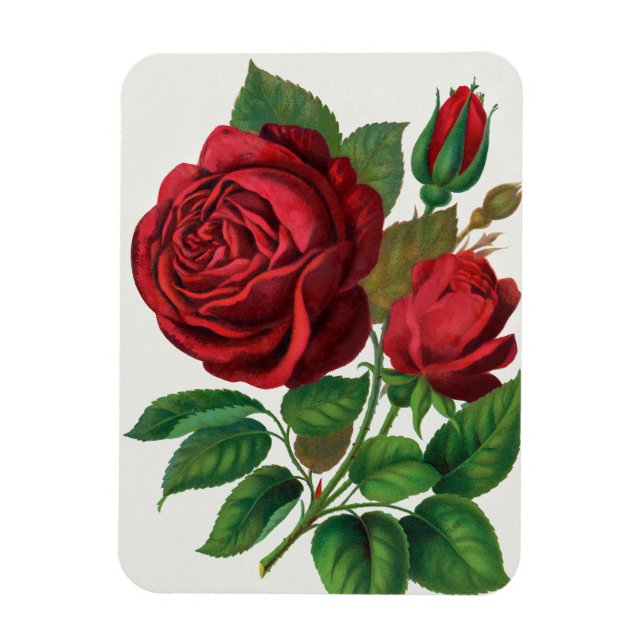 Rose Print Rochester Lithographing and Printing Co Magnet (Vertikal)