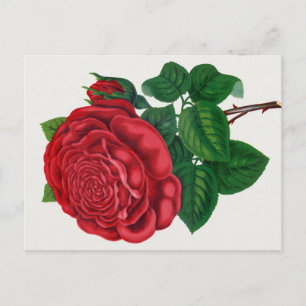 Rose Print Rochester Lithographing and Printing Co Vykort