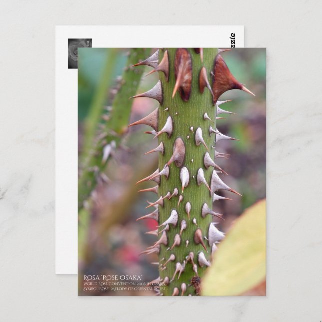 Rose Thorns: Rosa Rose Osaka ポストカード Vykort (Fram/baksida)