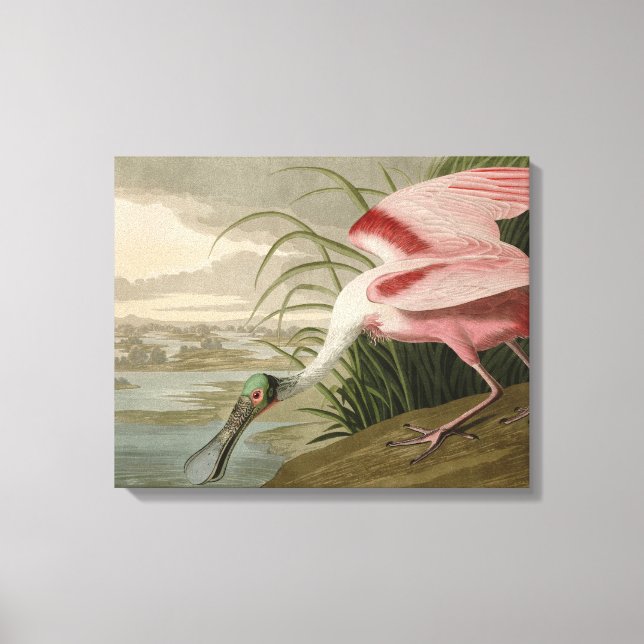 Roseat Spoonbill från Audubon's Birds of America Canvastryck (Framsida)