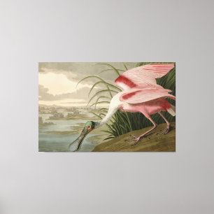 Roseat Spoonbill från Audubon's Birds of America Canvastryck