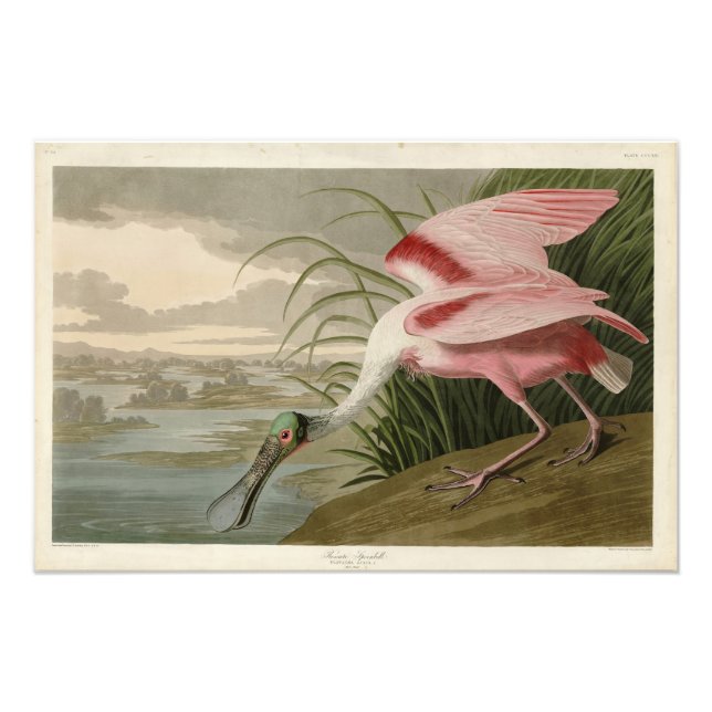 Roseat Spoonbill från Audubon's Birds of America Fototryck (Framsidan)