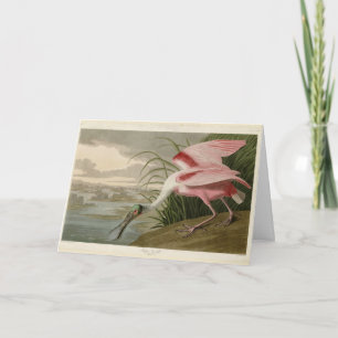 Roseat Spoonbill från Audubon's Birds of America Kort