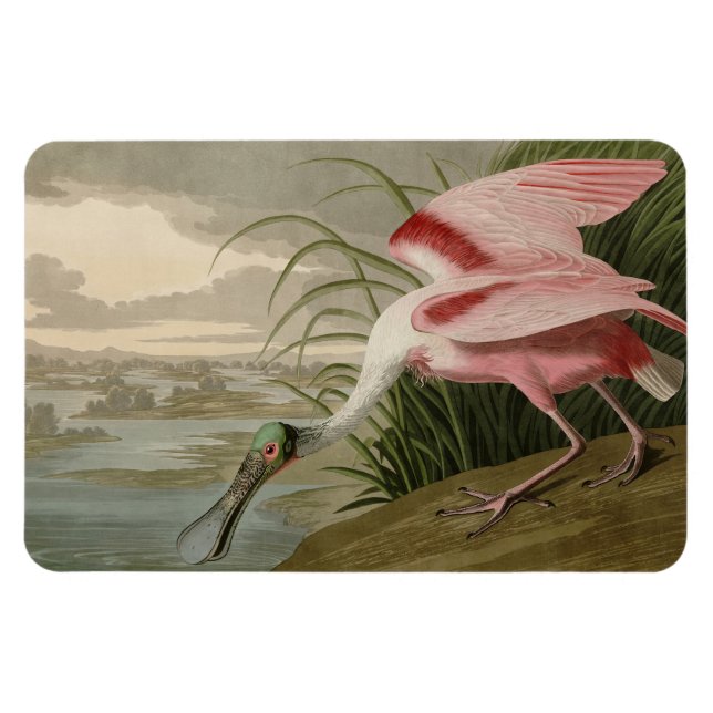 Roseat Spoonbill från Audubon's Birds of America Magnet (Horisontell)