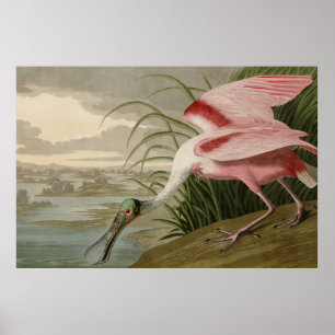 Roseat Spoonbill från Audubon's Birds of America Poster