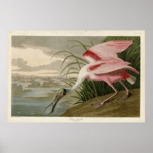 Roseat Spoonbill från Audubon's Birds of America Poster