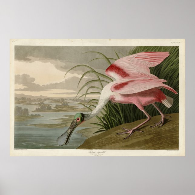 Roseat Spoonbill från Audubon's Birds of America Poster (Framsidan)