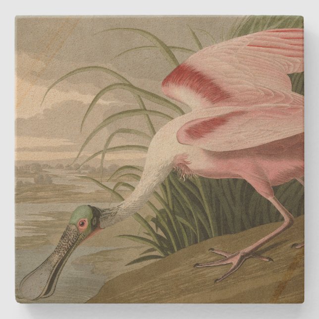 Roseat Spoonbill från Audubon's Birds of America Stenunderlägg (Framsidan)