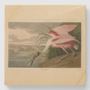 Roseat Spoonbill från Audubon's Birds of America Stenunderlägg