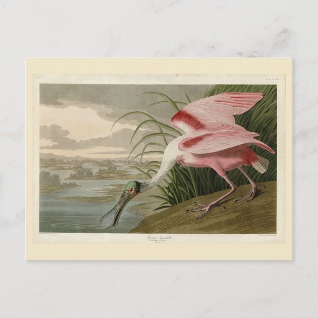 Roseat Spoonbill från Audubon's Birds of America Vykort (Framsida)