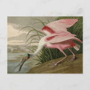 Roseat Spoonbill från Audubon's Birds of America Vykort