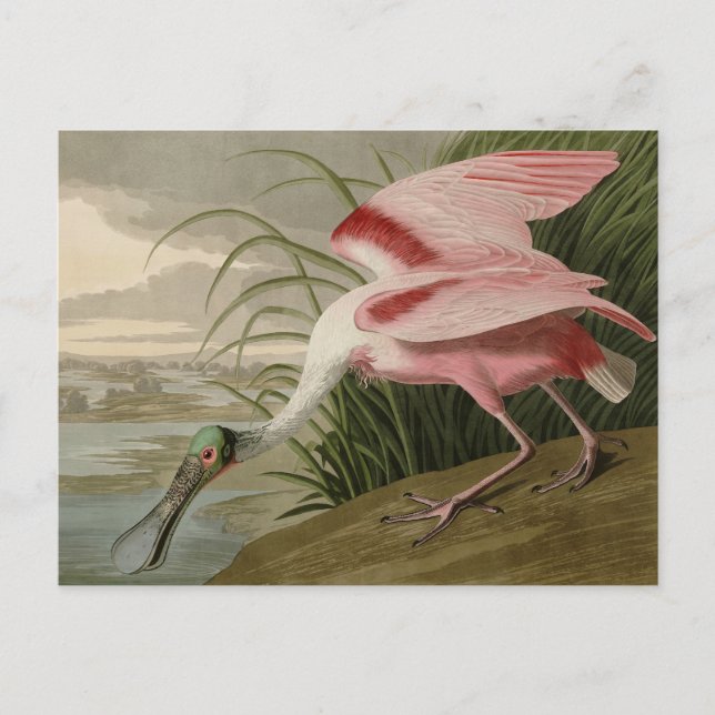 Roseat Spoonbill från Audubon's Birds of America Vykort (Framsida)