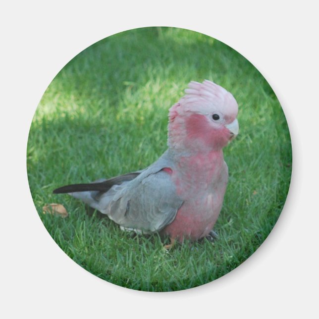 Roseate Cockatoo Magnet (Framsidan)