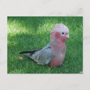 Roseate Cockatoo-vykort Vykort