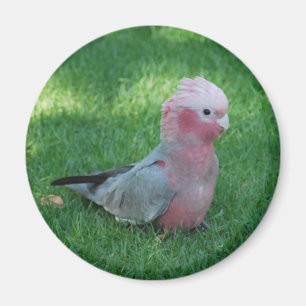 Roseate kakadua magnet