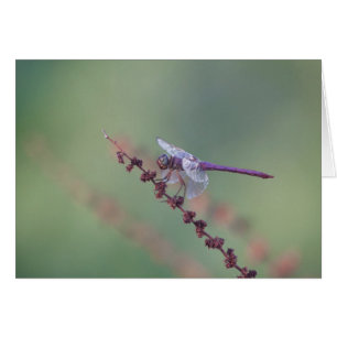 Roseate Skimmer Dragonfly Hälsningskort
