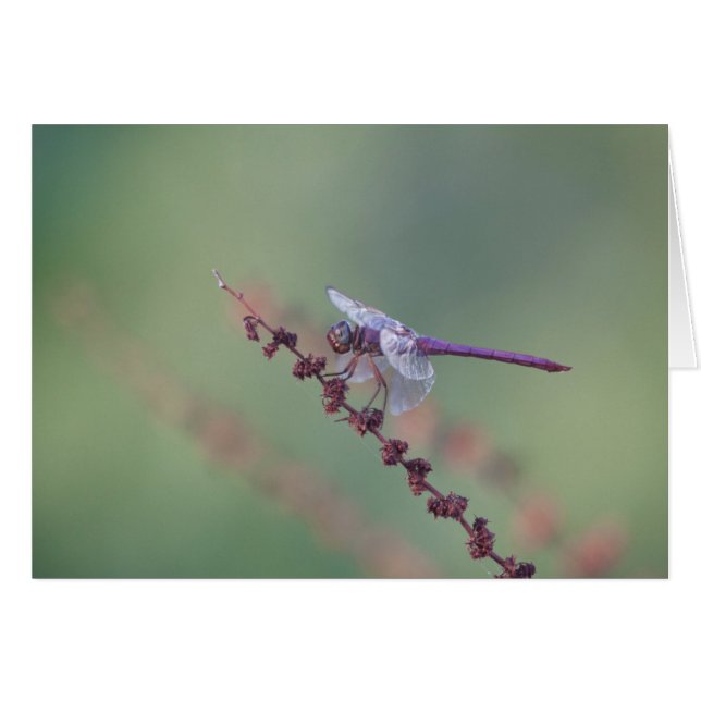 Roseate Skimmer Dragonfly Hälsningskort (Framsidan Horizontal)