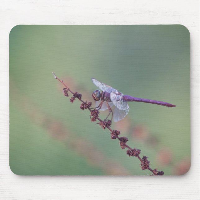 Roseate skimmer Dronfly Musmatta (Framsidan)