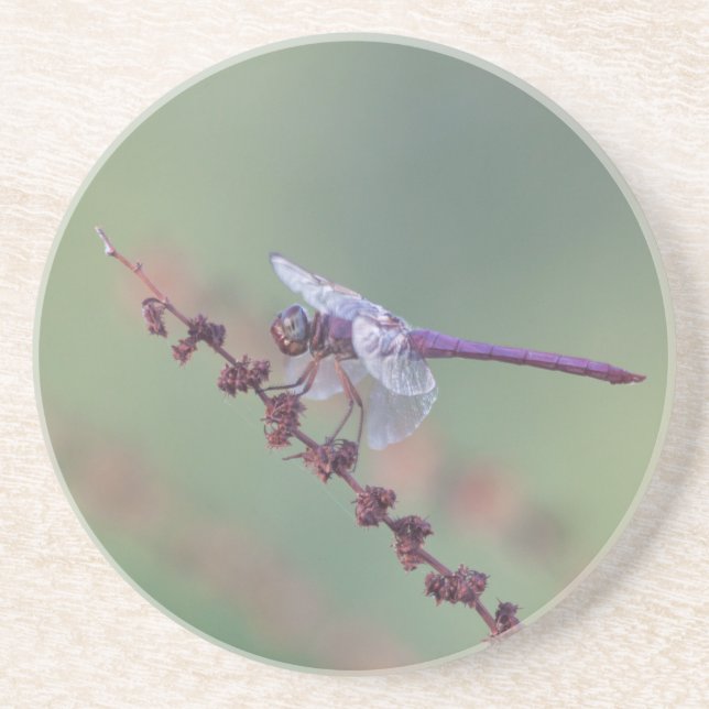 Roseate skimmer Dronfly Underlägg (Framsidan)