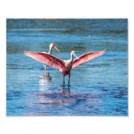 Roseate Spoonbill 10 x 8 Kodak Pro Photo Fototryck
