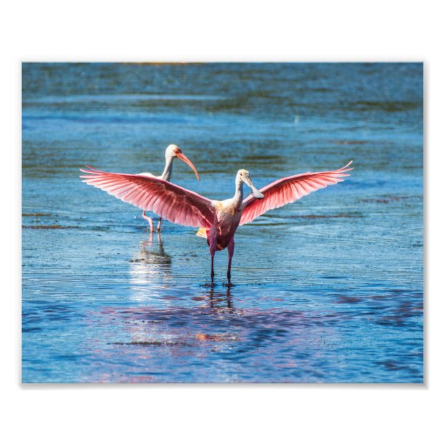 Roseate Spoonbill 10 x 8 Kodak Pro Photo Fototryck (Framsidan)