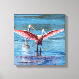 Roseate Spoonbill 12 tum x 12 tum Wrapped Canvas