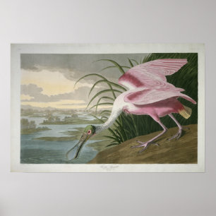 Roseate Spoonbill, 1836 Print Poster