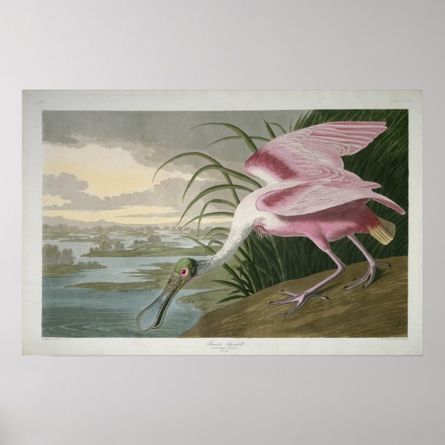 Roseate Spoonbill, 1836 Print Poster (Framsidan)