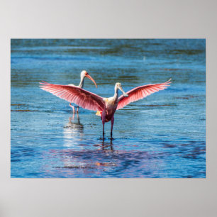 Roseate Spoonbill 28 x 20 Archival Heavy Wgt Pappe Poster