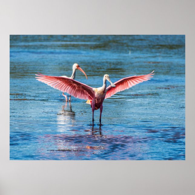 Roseate Spoonbill 28 x 20 Archival Heavy Wgt Pappe Poster (Framsidan)