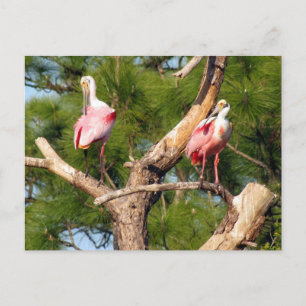 Roseate Spoonbill (3050) vykort